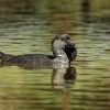 Kachnice lalocnata - Biziura lobata - Musk duck 6748